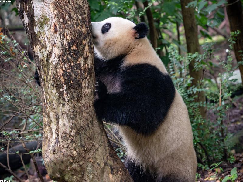 Giant panda eating bamboo at Chengdu Research Base